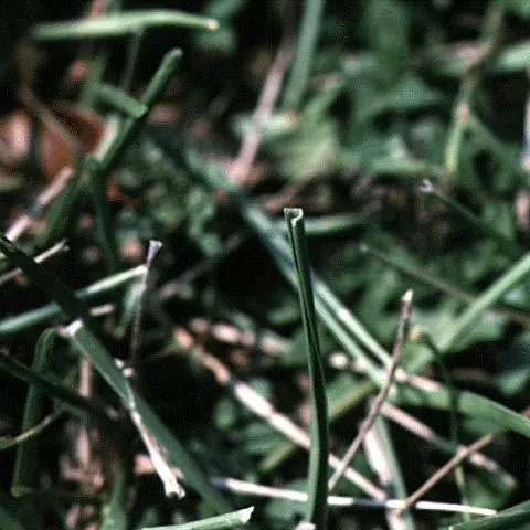 thumbnail for publication: Watering Your Florida Lawn